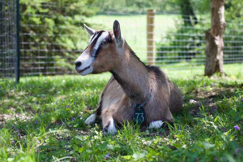 Goat Rodeo Farm & Dairy